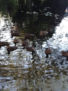 Sheffield ducks